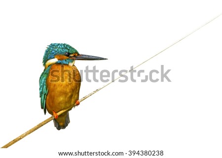 Similar – Image, Stock Photo Kingfisher on a branch