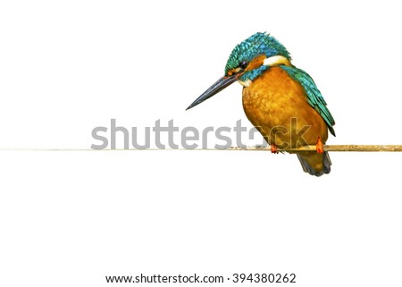 Similar – Image, Stock Photo Kingfisher on a branch