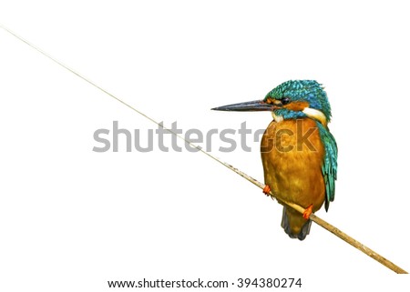 Similar – Image, Stock Photo Kingfisher on a branch