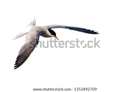 Isolated bird. Bird: Common Tern. Sterna hirundo. White background.