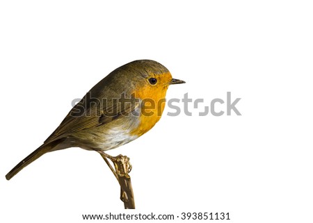 Similar – Red robin bird Nature