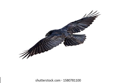 Isolated bird. Flying Northern Raven. White background. 