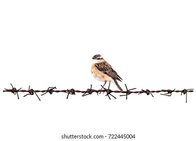 Isolated Bird On Barbed Wire. White Background.