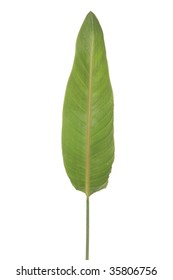 Isolated Bird Of Paradise Leaf