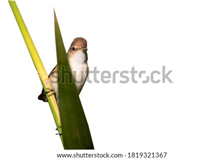 Similar – Image, Stock Photo Reed Warbler in the Reed