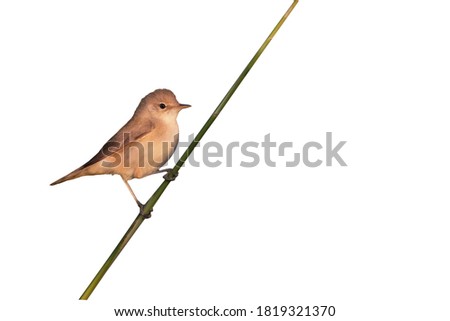 Similar – Image, Stock Photo Reed Warbler in the Reed