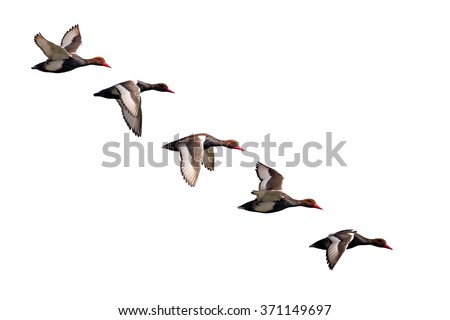 Isolated birds. Ducks flying. White background. Bird: Red crested Pochard. Netta rufina.