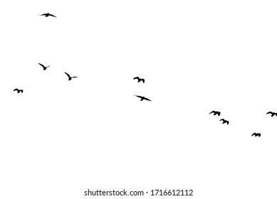 isolated birds in white sky - Shutterstock ID 1716612112