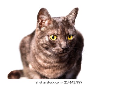 Isolated Black Cat Amber Eyes On Stock Photo 2141417999 | Shutterstock