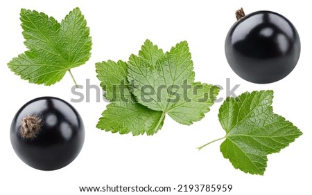 Isolated black currant with leaf. Flying in air black currant on white background with clipping path. As design element.