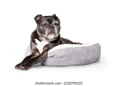 Isolated black dog sleeping in dog bed. Full body of senior dog lying comfortable with paws stretched out and closed eyes. 9 years old female boston terrier pug mix. Selective focus. White background.