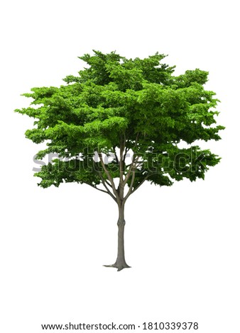 isolated black ebony tree with clipping path on white background or die-cut green leaf ebony tree for garden decoration and environment conservation