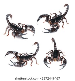 Isolated of Black scorpion on white background