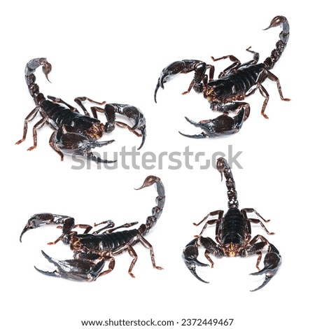 Isolated of Black scorpion on white background