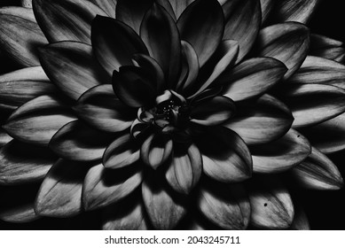 Isolated black and white flower on black background