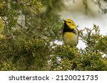 Isolated Black-throated Green Warbler perched in cedar tree during spring migration in Ontario