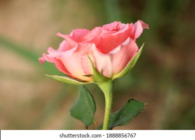 Isolated Blooming Single Sunset Sky Colored Rose With Some Leaves