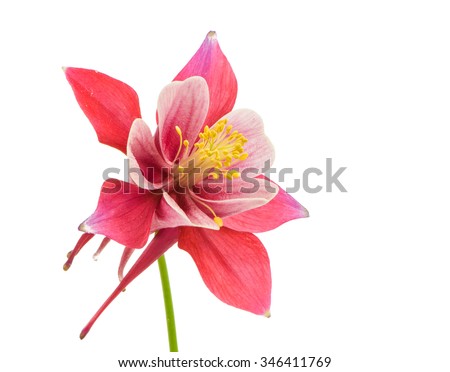 Isolated blossom of Columbine (Aquilegia) flower