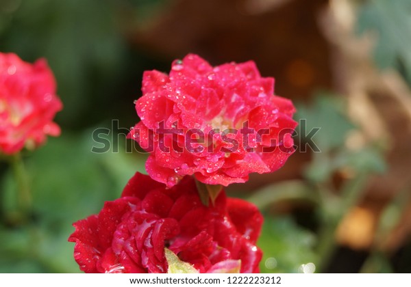 Isolated Blossoming Small Red Rose Garden Stock Image Download Now