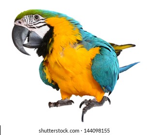 20,445 Blue and gold macaw Images, Stock Photos & Vectors | Shutterstock