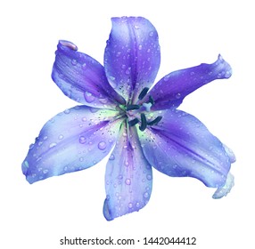 
An isolated blue lily with dew drops. - Shutterstock ID 1442044412