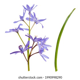 Isolated Blue Purple Flowers Scilla Scaffolds Stock Photo 1990998290 ...