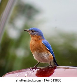 Isolated Bluebird With Green Background