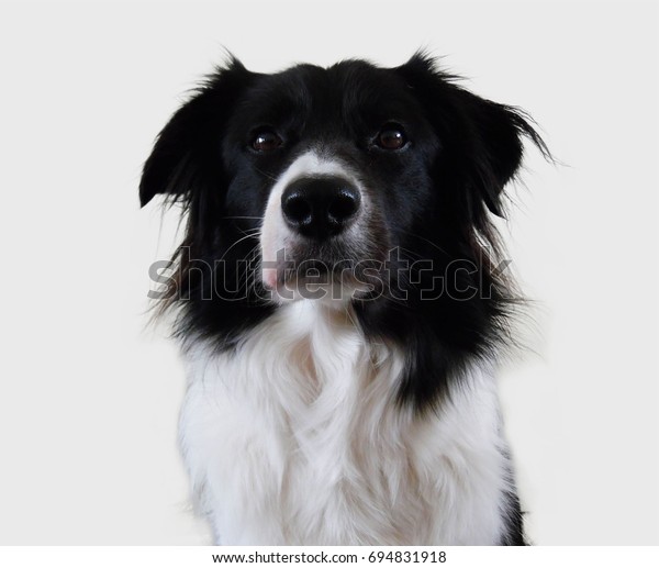 Isolated Border Collie Dog Half Body Animals Wildlife Stock Image