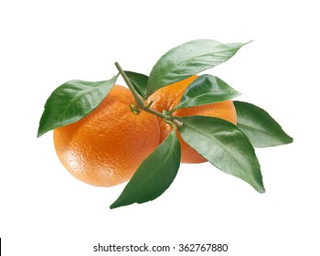 Isolated Branch Of Orange With Fruit And Leaves