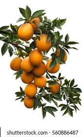 Isolated  Branch Orange  Tree  Fruits 