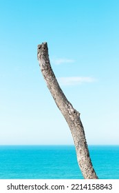 Isolated Branchless Dead Tree Against Soft Blue Water And Sky Background