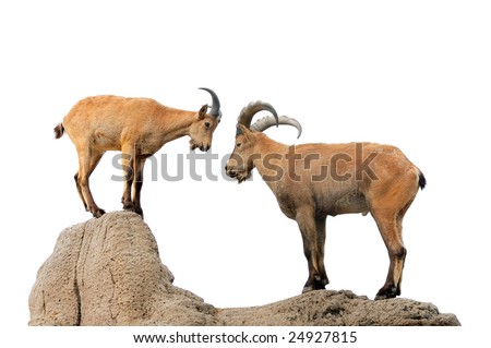 Isolated brown goat and ram on a hill