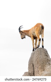 Isolated Brown Mountain Goat On A Hill