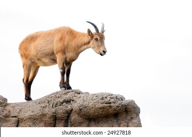 Isolated Brown Mountain Goat Surveying Her Territory