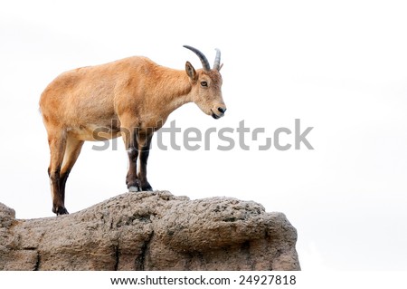Isolated brown mountain goat surveying her territory
