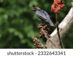 isolated Brown-headed Cowbird in natural habitat