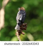 isolated Brown-headed Cowbird in natural habitat