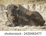 Isolated Buffalo Bison in Lamar Valley Yellowstone