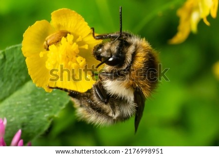 Isolated bumblebee specimen on Ranunculus acris flower, on natural background.