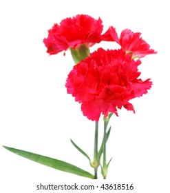 Isolated Bunch Red Carnation Stock Photo 43618516 | Shutterstock