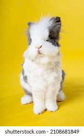 Isolated Bunny On The Yellow Background Lumos