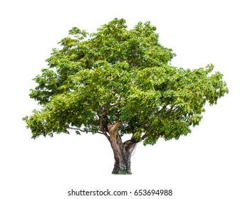 Isolated (Burma padauk) Pterocarpus macrocarpus trees on white background. tropical trees isolated used for design, advertising and architecture.
 - Shutterstock ID 653694988