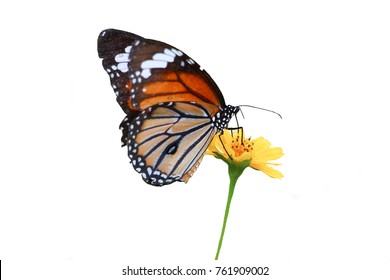 Isolated Butterfly On A Yellow Flower