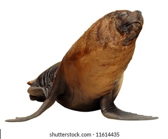 Isolated California Sea Lion