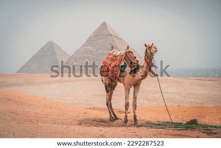 Isolated camel in the desert of Giza (Egypt), with the pyramids and the city of Cairo in the background.
