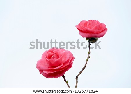 Isolated camellia japonica flower. Beautiful rose like flower 