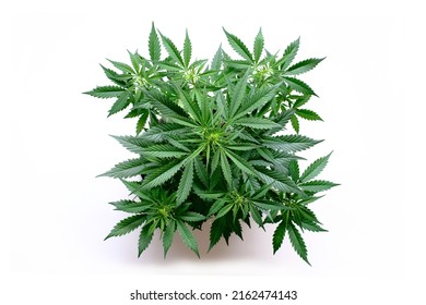 Isolated cannabis plant top view on white background. Growing cannabis