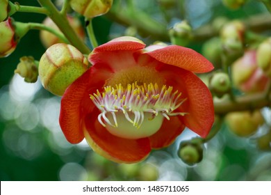 455 Cannonball tree flower isolated Images, Stock Photos & Vectors ...