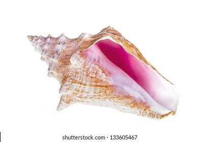 Isolated Caribbean Conch Shell On White Background
