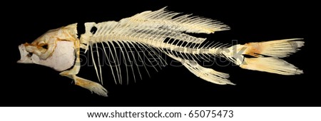 Isolated carp (Cyprinus carpio) skeleton on a black background